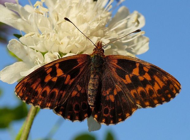 perlovec najmenší Boloria dia Linnaeus, 1767