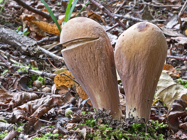 kyjak obrovský Clavariadelphus pistillaris (Fr.) Donk