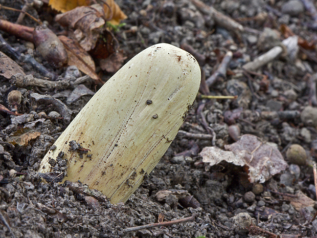 kyjak obrovský Clavariadelphus pistillaris (Fr.) Donk