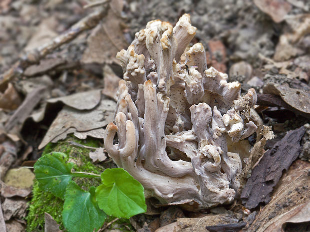 konárovka? Clavulina sp.