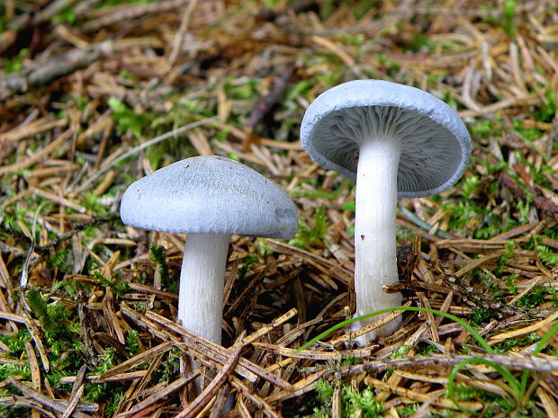 strmuľka anízová Clitocybe odora (Bull.) P. Kumm.