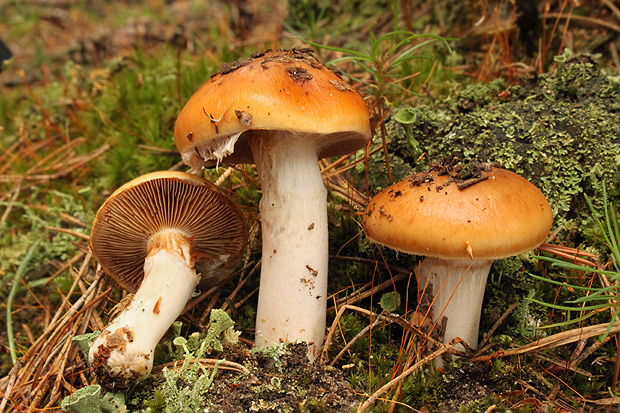 pavučinovec slizký Cortinarius mucosus (Bull.) J. Kickx f.