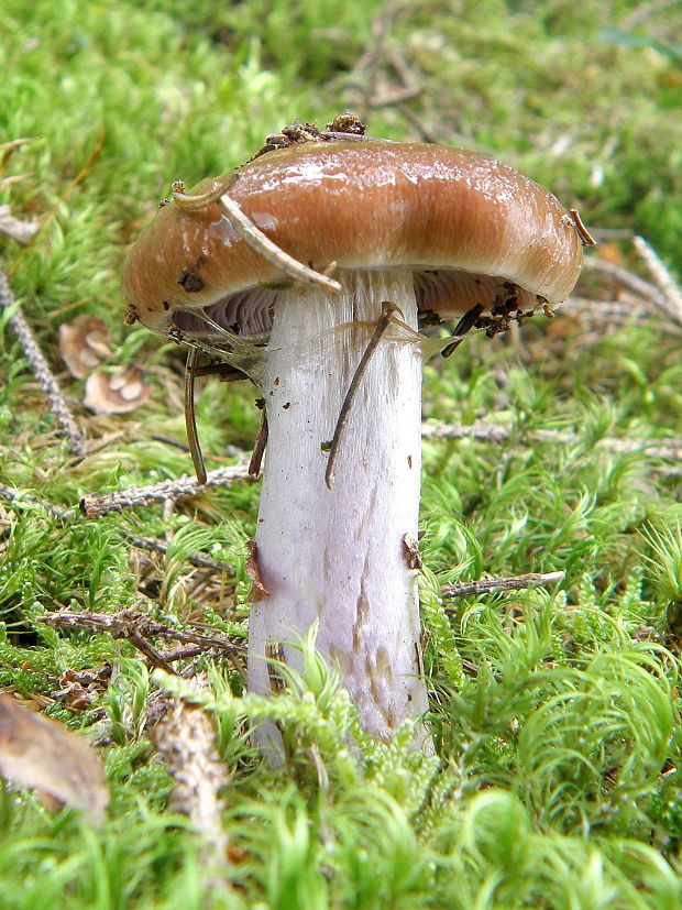 pavučinovec Cortinarius sp.