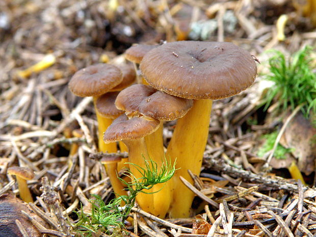 kuriatko lievikovité Craterellus tubaeformis (Fr.) Quél.