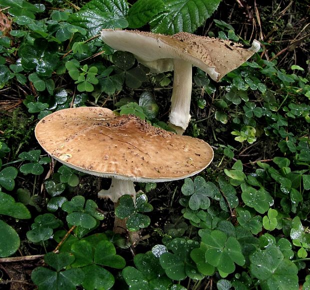 bedlička ostrošupinatá Echinoderma asperum (Pers.) Bon