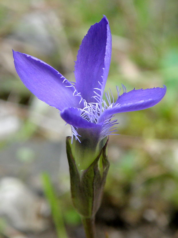 pahorec brvitý Gentianopsis ciliata (L.) Ma