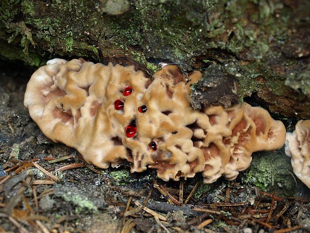 jelenkovka hrdzavohnedá Hydnellum ferrugineum (Fr.) P. Karst.