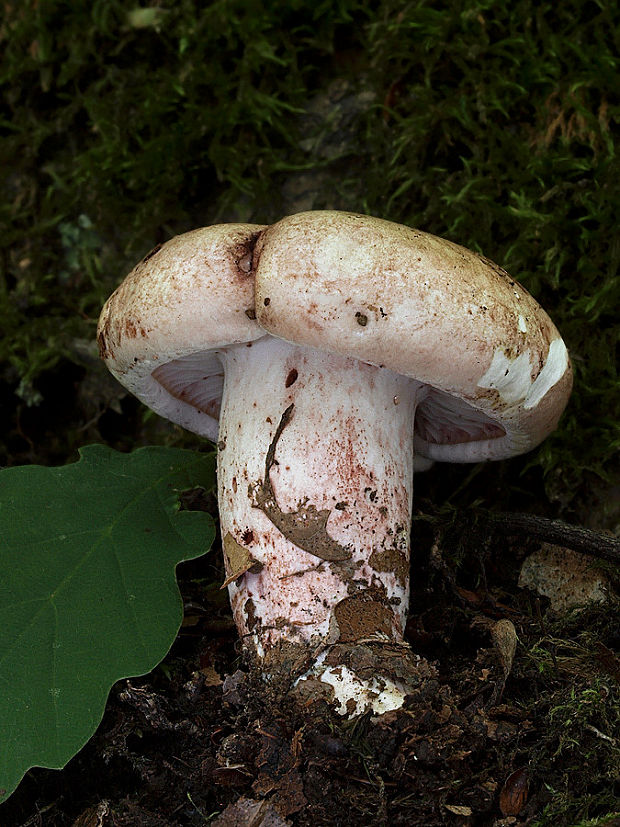 šťavnačka plávkovitá Hygrophorus russula (Schaeff.) Kauffman