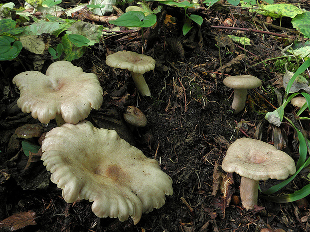 rýdzik lieskový Lactarius pyrogalus (Bull.) Fr.