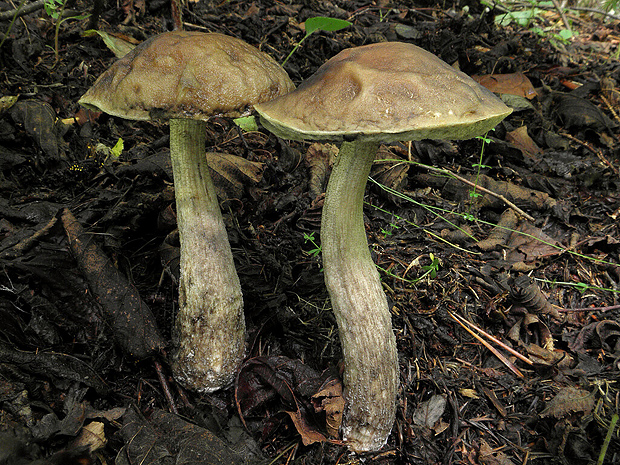 kozák hrabový Leccinum pseudoscabrum (Kallenb.) Šutara