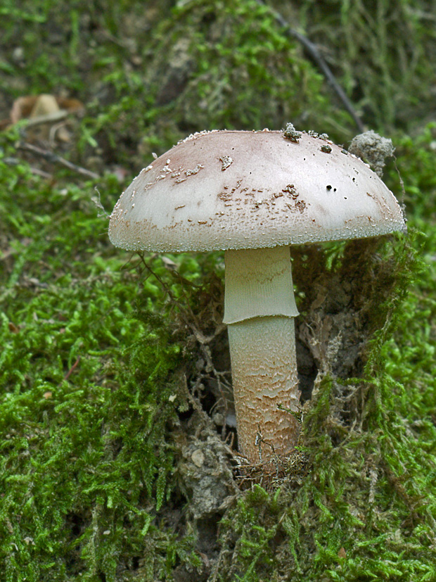 bedlička? Lepiota sp.