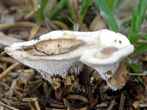 korkovec čiaškovitý Phellodon tomentosus (L.) Banker