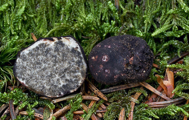 čiernohľuzovka kartuziánska Picoa carthusiana Tul. & C. Tul.