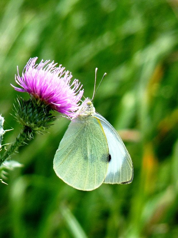 mlynárik kapustný♀ Pieris brassicae