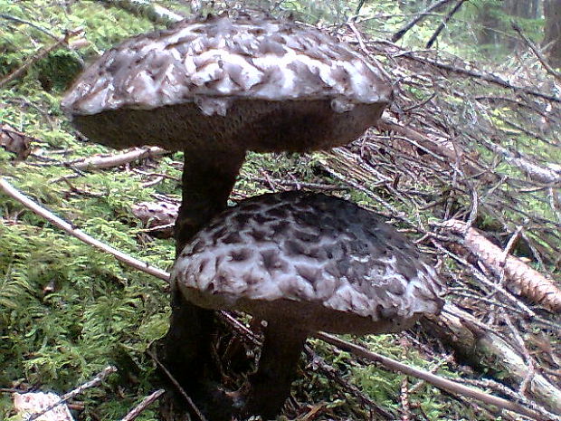 šiškovec šupinatý Strobilomyces strobilaceus (Scop.) Berk.