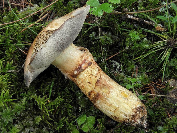 masliak lepkavý Suillus viscidus (L.) Roussel