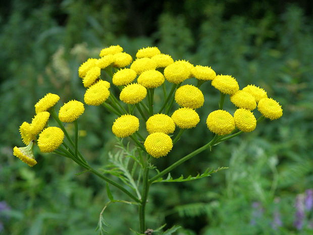 vratič obyčajný Tanacetum vulgare L.