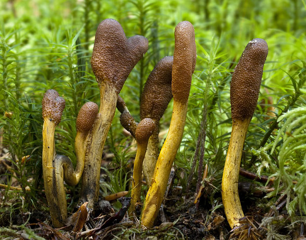 žezlovka srnková Tolypocladium ophioglossoides (J.F. Gmel.) Quandt, Kepler & Spatafora