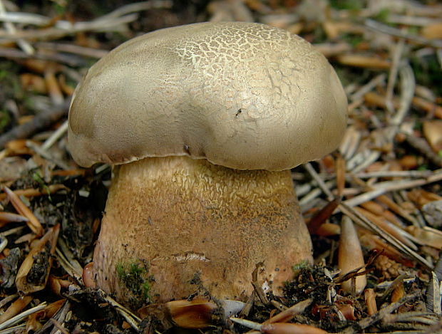 podhríb žlčový Tylopilus felleus (Bull.) P. Karst.