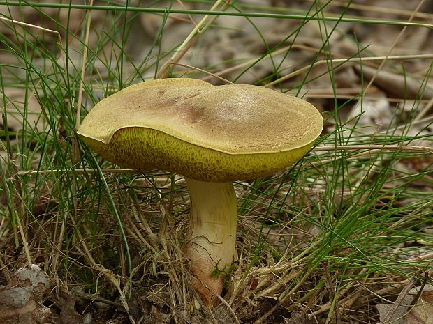 suchohríb Xerocomus sp.