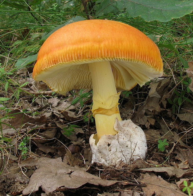 muchotrávka cisárska Amanita caesarea (Scop.) Pers.