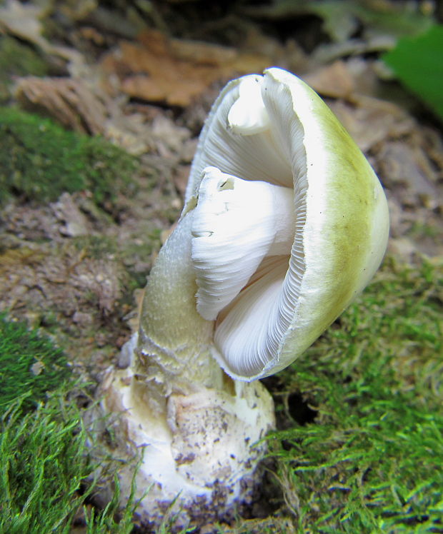 muchotrávka zelená Amanita phalloides (Vaill. ex Fr.) Link