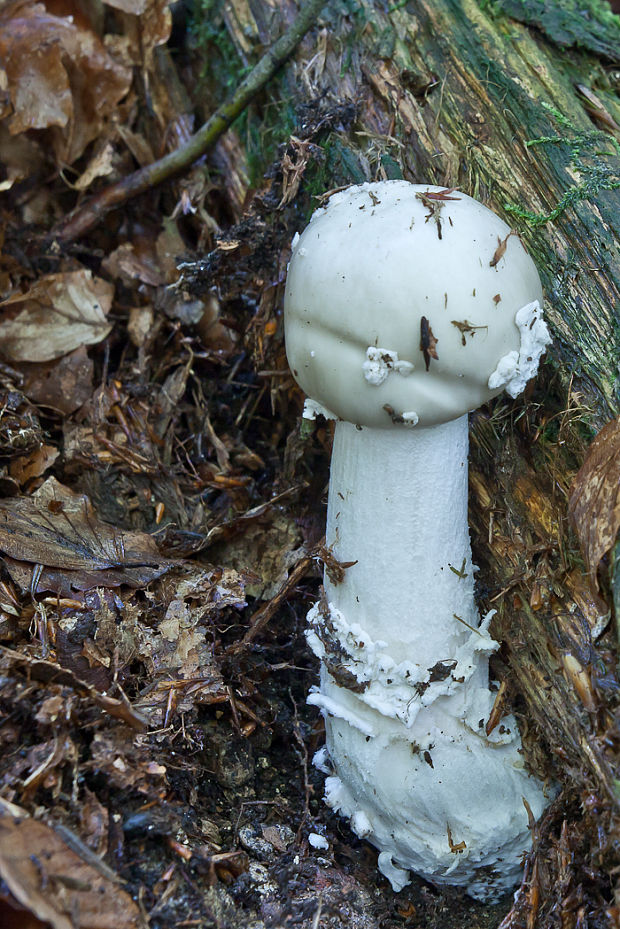 muchotrávka Amanita sp.