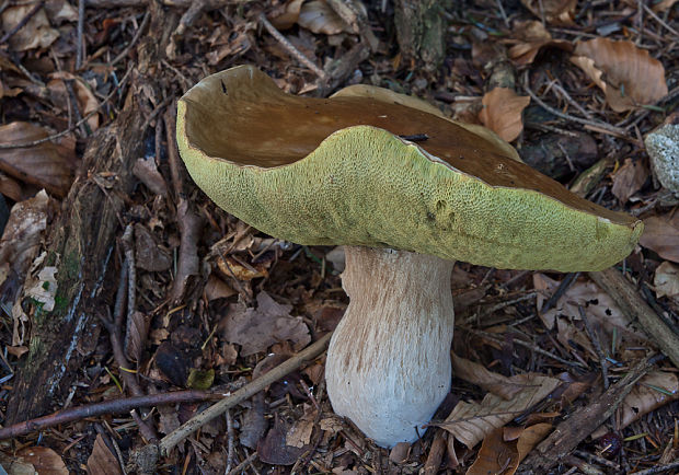 hríb smrekový Boletus edulis Bull.