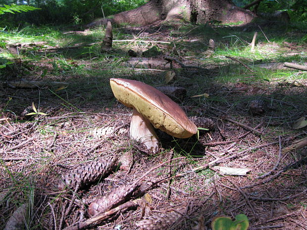 hríb smrekový Boletus edulis Bull.