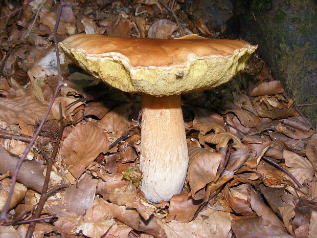 hríb smrekový Boletus edulis Bull.