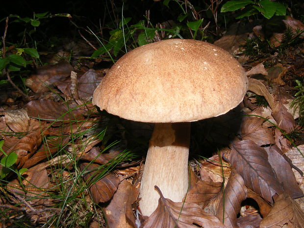 hríb  Boletus edulis Bull.