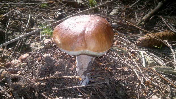 hríb smrekový Boletus edulis Bull.