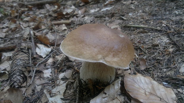 hríb smrekový Boletus edulis Bull.