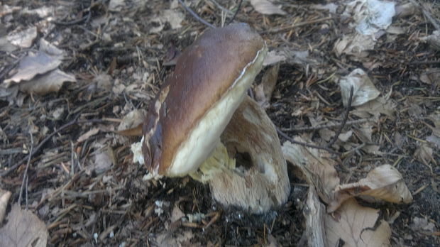 hríb smrekový Boletus edulis Bull.