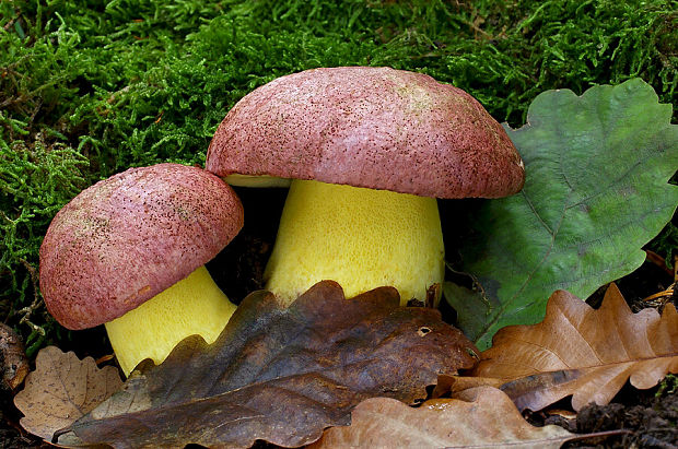 hríb kráľovský Butyriboletus regius (Krombh.) D. Arora & J.L. Frank