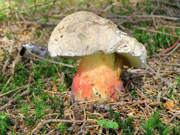 hríb červený Caloboletus calopus Fr.