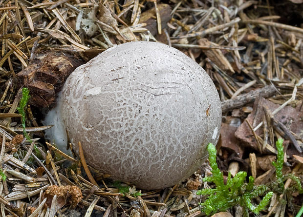 mrežovka kvetovitá Clathrus archeri (Berk.) Dring