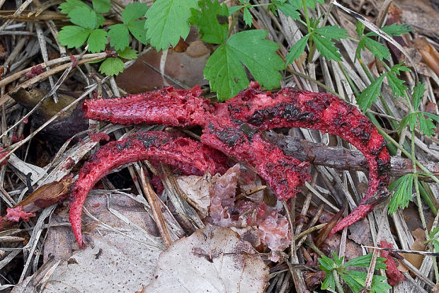 mrežovka kvetovitá Clathrus archeri (Berk.) Dring