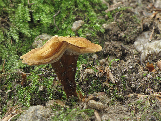 kožovník škoricovohnedý Coltricia cinnamomea (Jacq.) Murrill