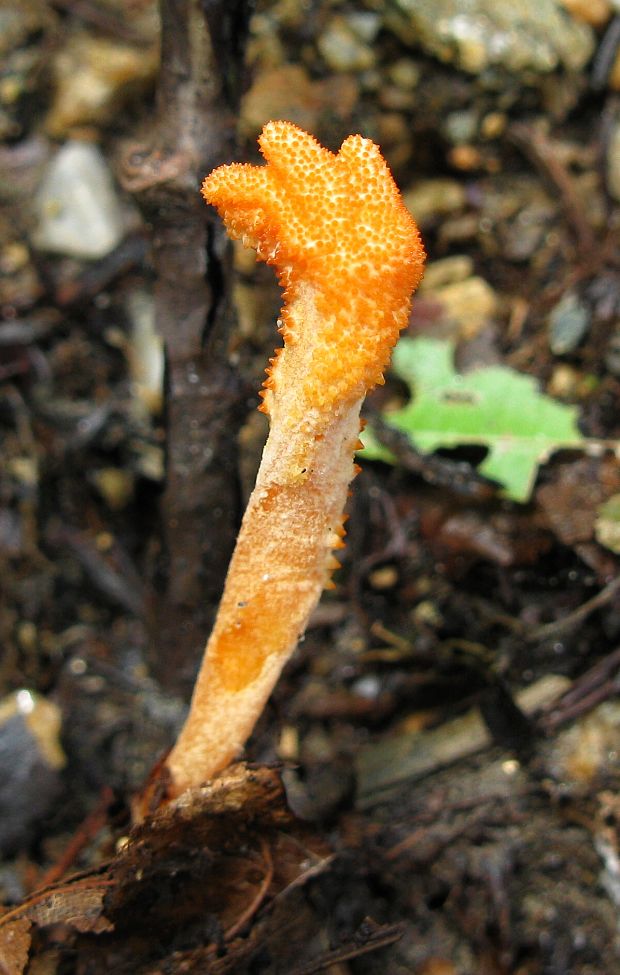 žezlovka hmyzová Cordyceps militaris (Fr.) Link