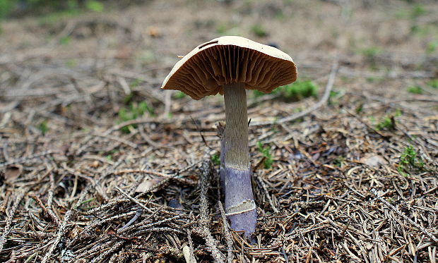 pavučinovec Cortinarius sp.