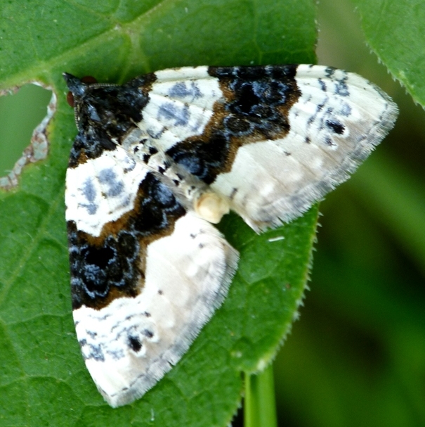 piadivka očkatá Cosmorhoe ocellata