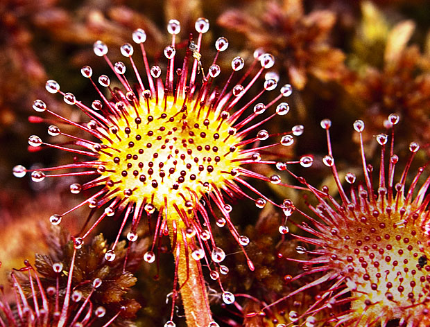 rosička okrúhlolistá Drosera rotundifolia L.