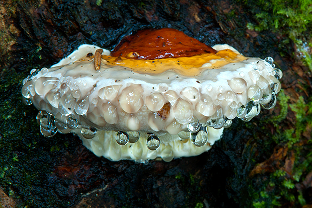 práchnovček pásikavý Fomitopsis pinicola (Sw.) P. Karst.