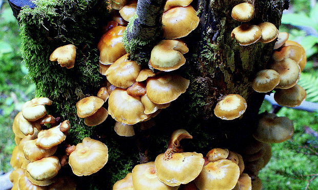 kapucňovka Galerina sp.