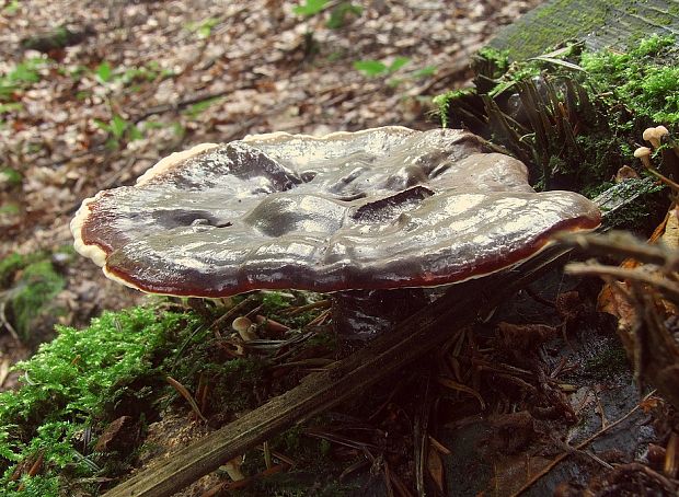 lesklokôrovka obyčajná Ganoderma lucidum (Curtis) P. Karst.