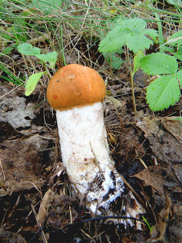 kozák osikový Leccinum albostipitatum den Bakker & Noordel.