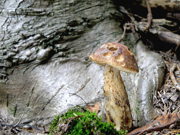 kozák hrabový Leccinum pseudoscabrum (Kallenb.) Šutara