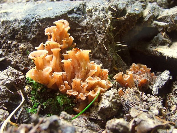 húževnatček ulitovitý Lentinellus cochleatus (Pers.) P. Karst.