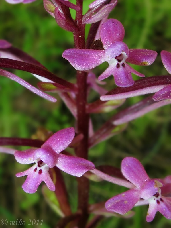 vstavač Orchis brancifortii Biv.